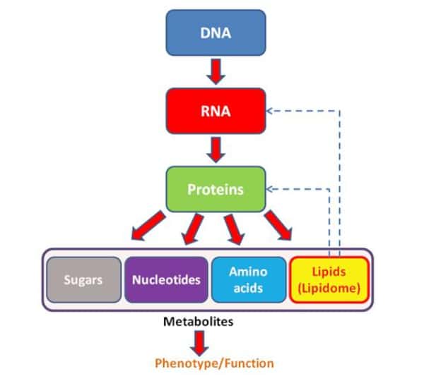 ovus medical what are metabolites