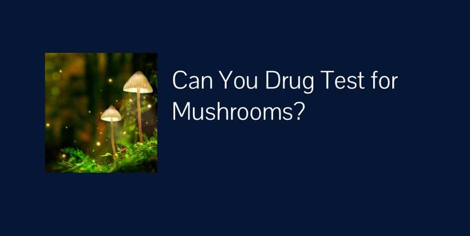 can you drug test for mushrooms?