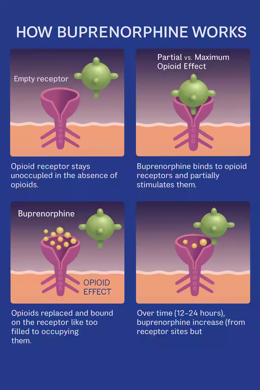 how does Buprenorphine work? ovusmedical.com